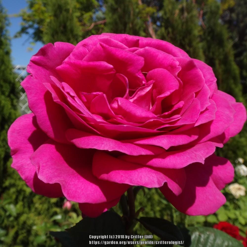 Photo of Rose (Rosa 'Stephens' Big Purple') uploaded by critterologist