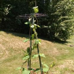 Location: Athol, MA
Date: 2018-06-17
Two years old, planted from 5" pot. Can grow 6" or more in one da