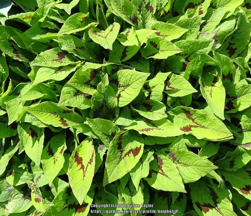 Photo of Jumpseed (Persicaria virginiana 'Lance Corporal') uploaded by kniphofia