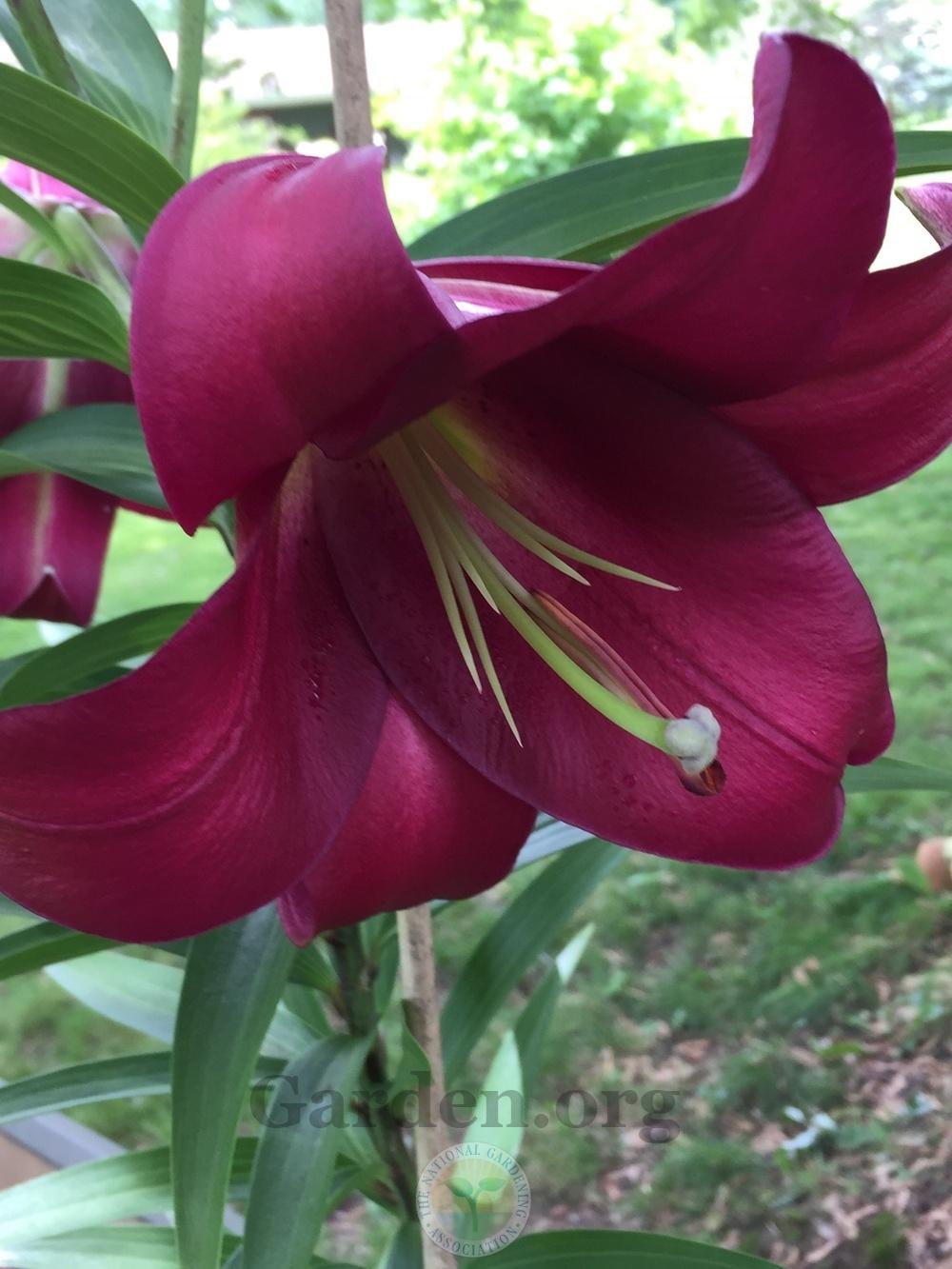 Photo of Lily (Lilium 'Nardo') uploaded by magnolialover