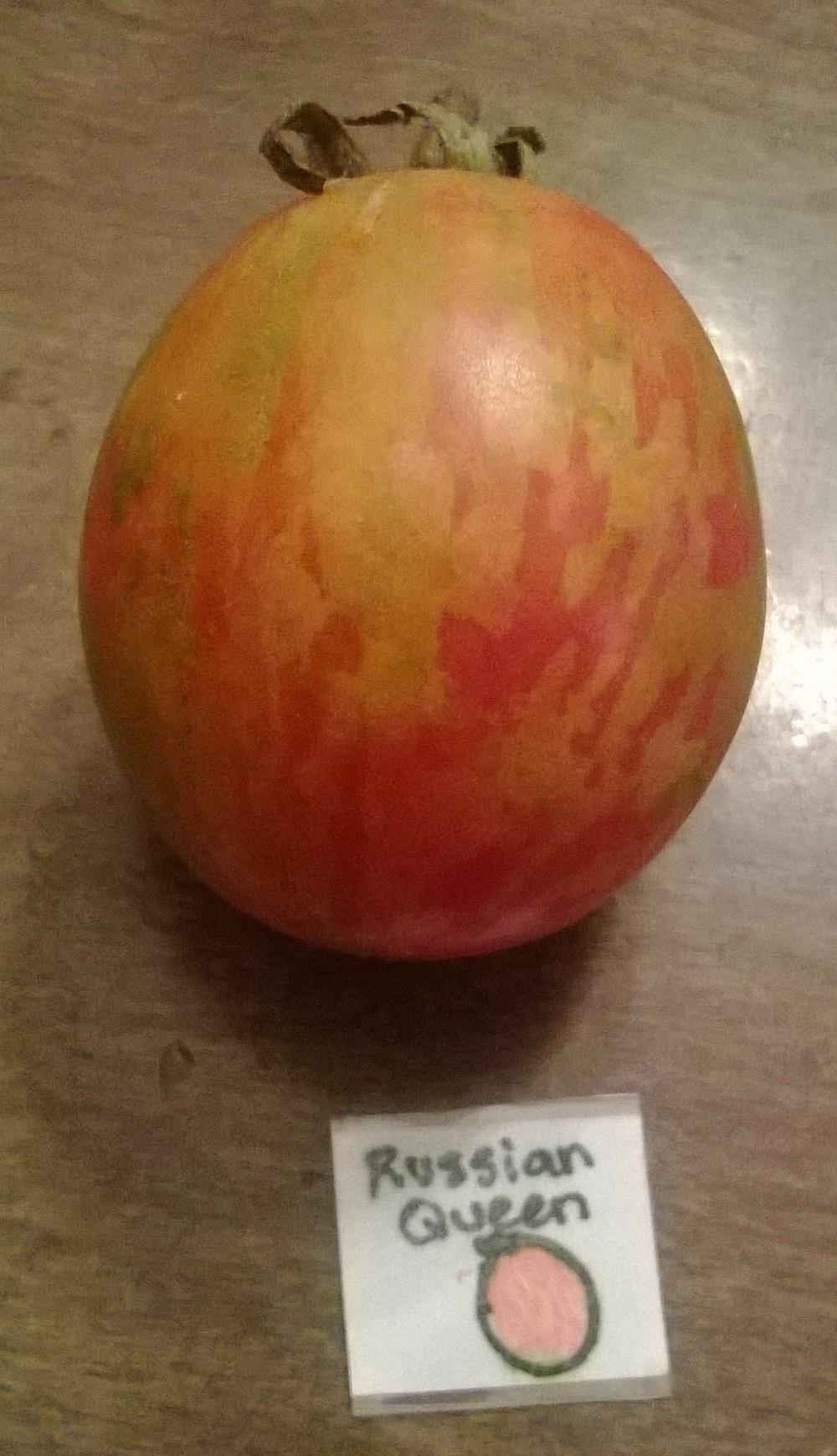 Photo of Tomato (Solanum lycopersicum 'Russian Queen') uploaded by olga_batalov