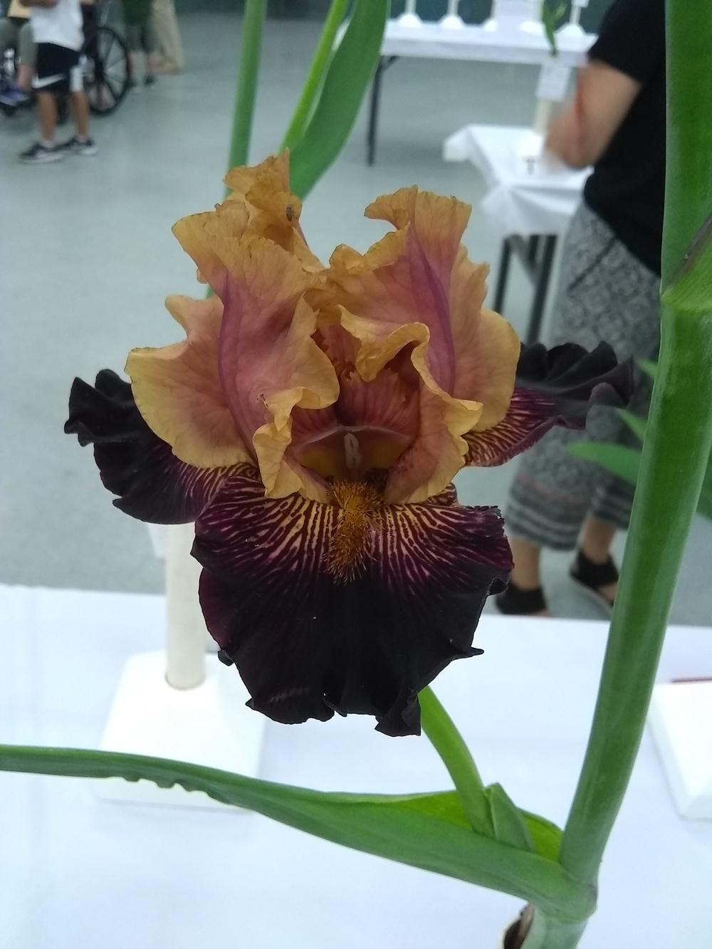 Photo of Tall Bearded Iris (Iris 'Mystic Image') uploaded by olga_batalov