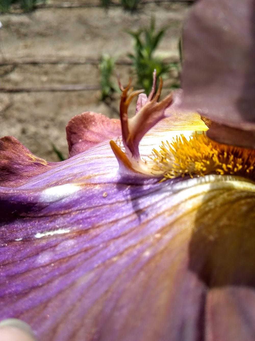Photo of Tall Bearded Iris (Iris 'Gasper') uploaded by olga_batalov