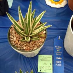 Location: San Diego, CA
Date: 2018-06-03
younger plant at San Diego summer 2018 cactus and succulent show
