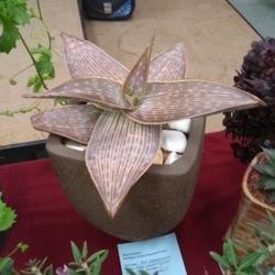 Location: San Diego, CA
Date: 2018-05-12
San Diego Cactus and Succulent society brag table plant by Kelly 