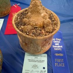 Location: San Diego, CA
Date: 2018-06-03
taken at San Diego summer 2018 cactus and succulent show