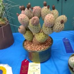 Location: San Diego, CA
Date: 2018-06-03
taken at San Diego summer 2018 cactus and succulent show