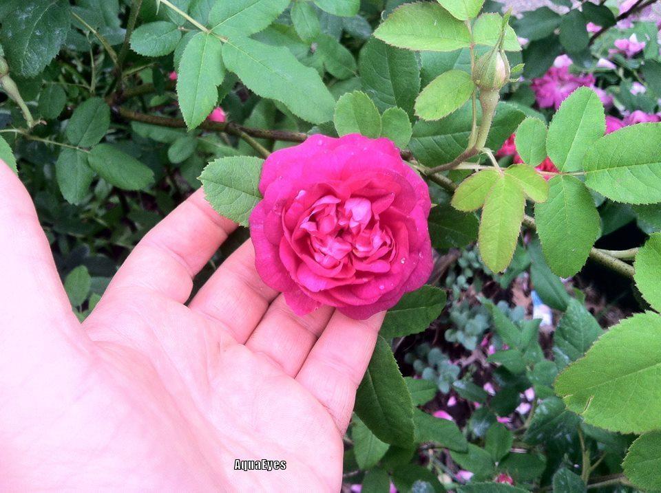 Photo of Rose (Rosa 'Rose du Roi') uploaded by AquaEyes
