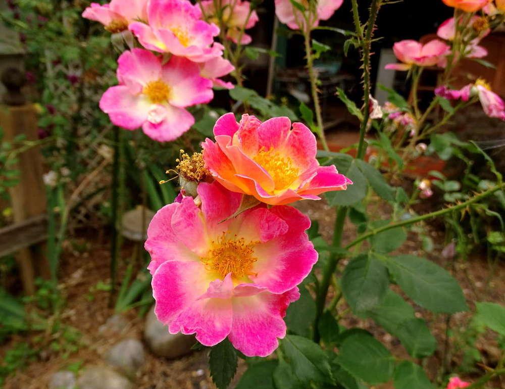 Photo of Rose (Rosa 'Watercolors Home Run') uploaded by Beth_NorCal
