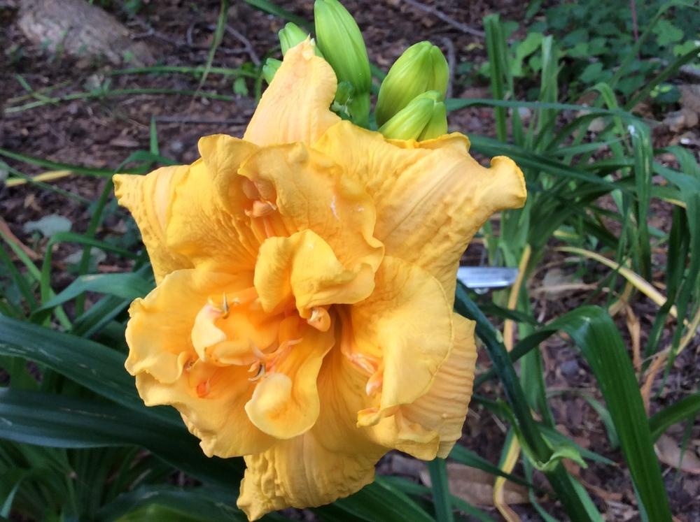 Photo of Daylily (Hemerocallis 'Blooming Beauty') uploaded by Emquinn
