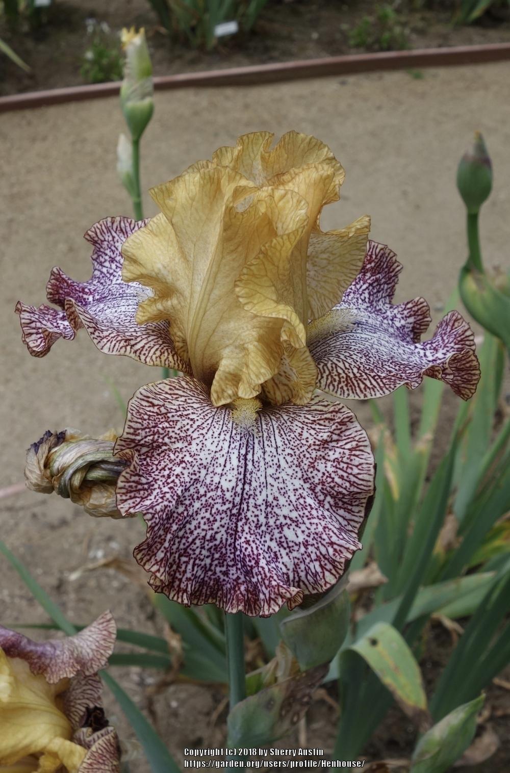 Photo of Tall Bearded Iris (Iris 'Temporal Anomaly') uploaded by Henhouse