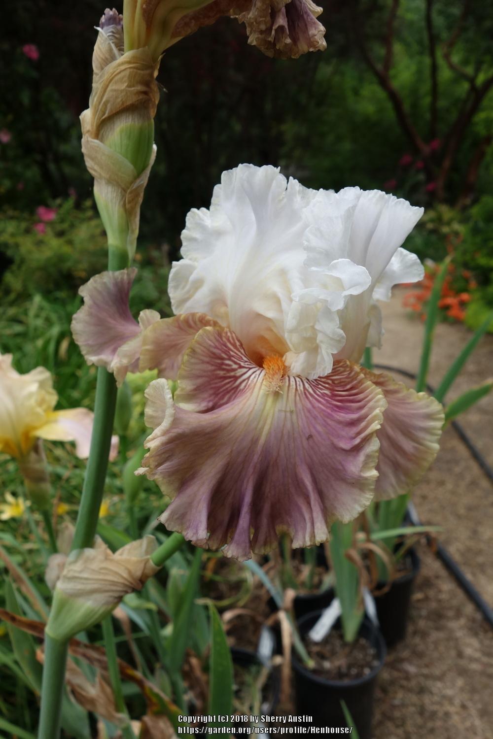 Photo of Tall Bearded Iris (Iris 'Strawberry Sorbet') uploaded by Henhouse
