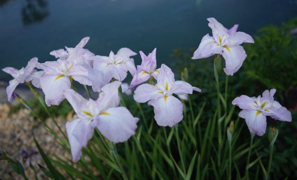 Photo of Japanese Iris (Iris ensata 'Akebono') uploaded by Islandview