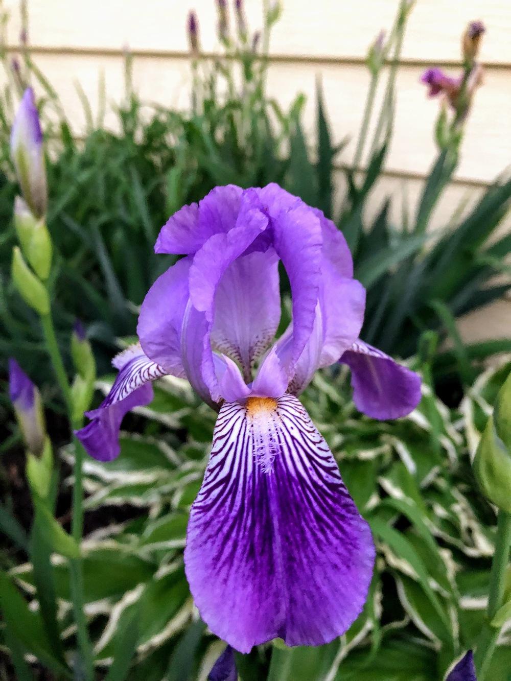 Photo of Tall Bearded Iris (Iris 'Argent') uploaded by JLKelley
