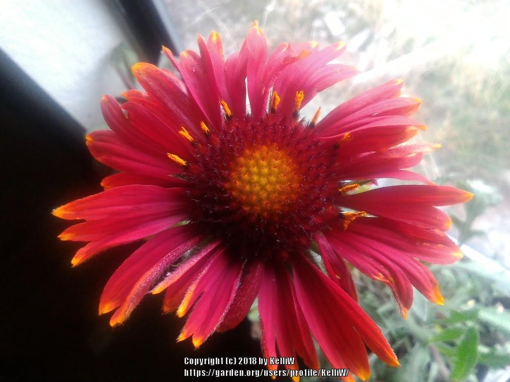Photo of Blanket Flower (Gaillardia 'Tokajer') uploaded by KelliW