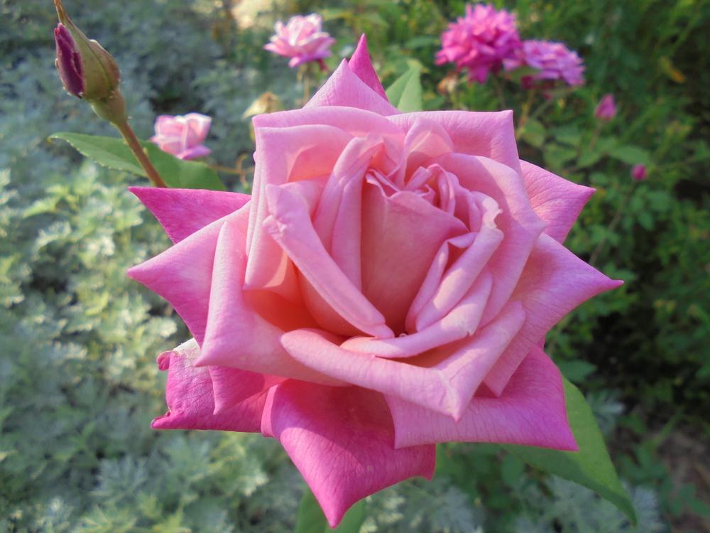 Photo of Rose (Rosa 'Madame Lombard') uploaded by TrishinOz