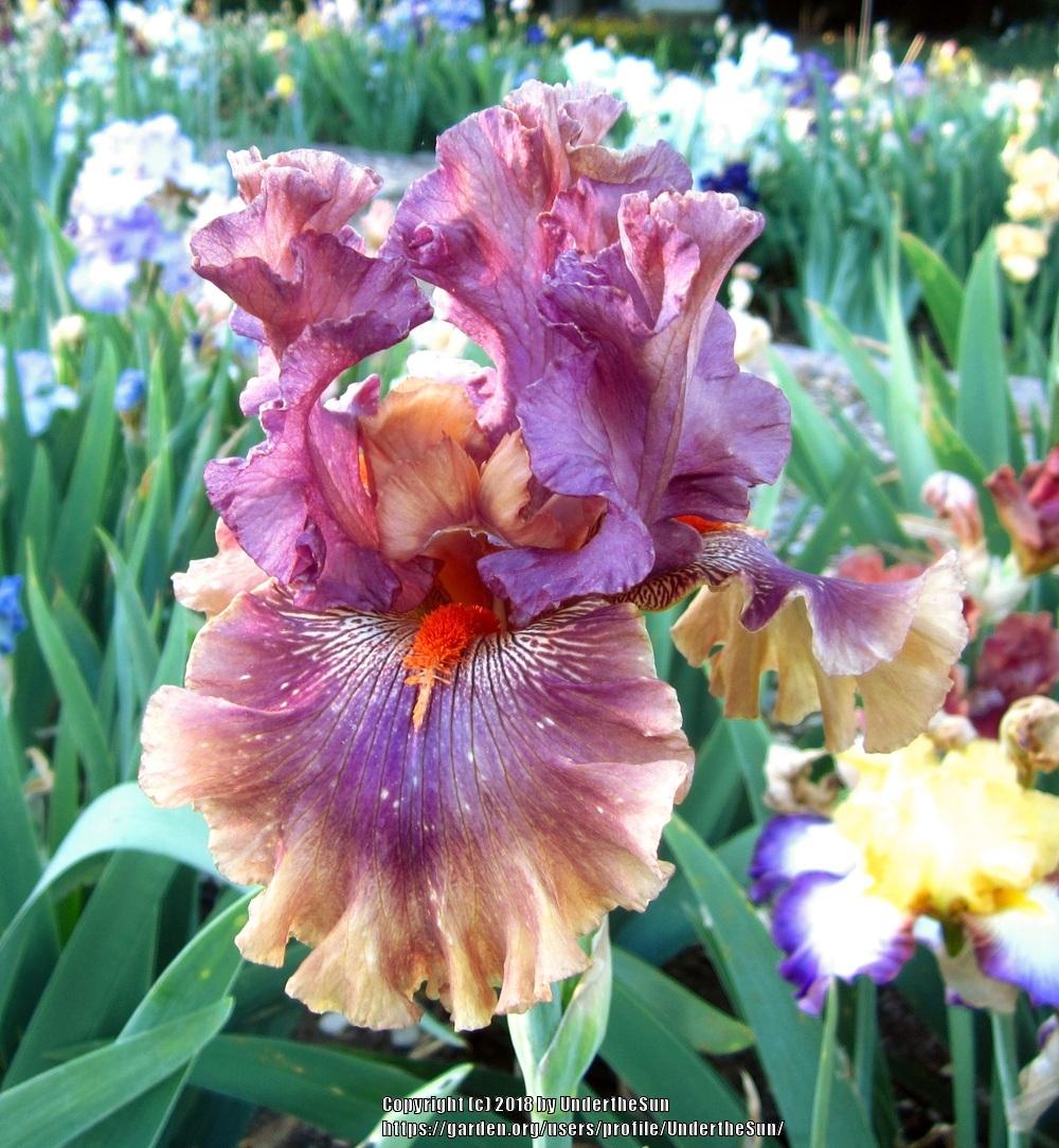 Photo of Tall Bearded Iris (Iris 'Fly Your Colors') uploaded by UndertheSun