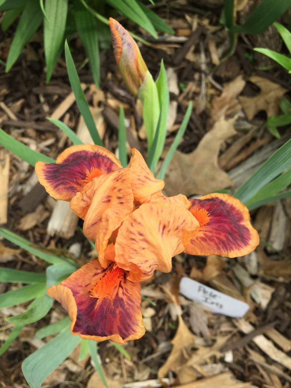 Photo of Standard Dwarf Bearded Iris (Iris 'Pele') uploaded by jdseely1