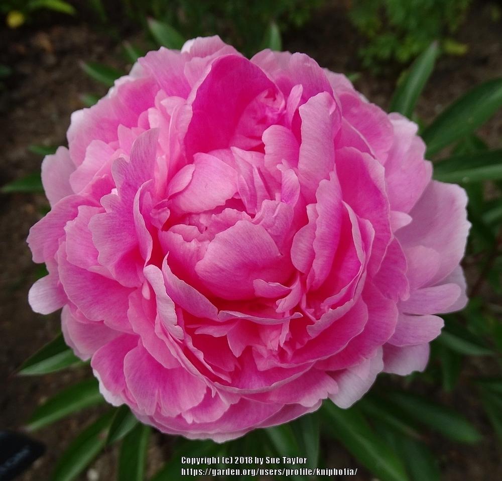 Photo of Peony (Paeonia lactiflora 'Walter Faxon') uploaded by kniphofia