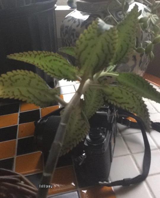 Photo of Mother of Thousands (Kalanchoe daigremontiana) uploaded by purpleinopp