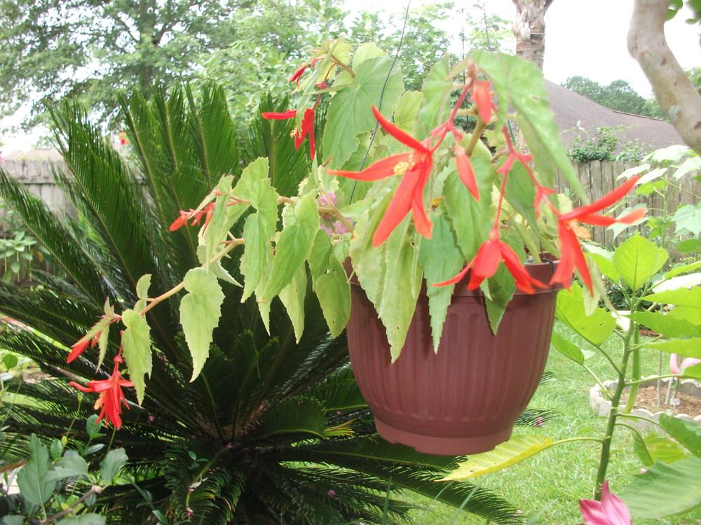 Photo of Bolivian Begonia (Begonia boliviensis) uploaded by tabbycat