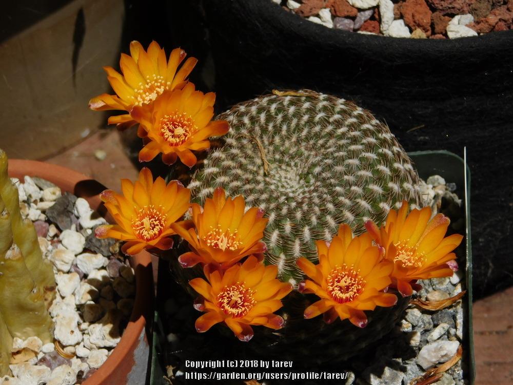 Photo of Arenaceous Crown Cactus (Weingartia arenacea) uploaded by tarev