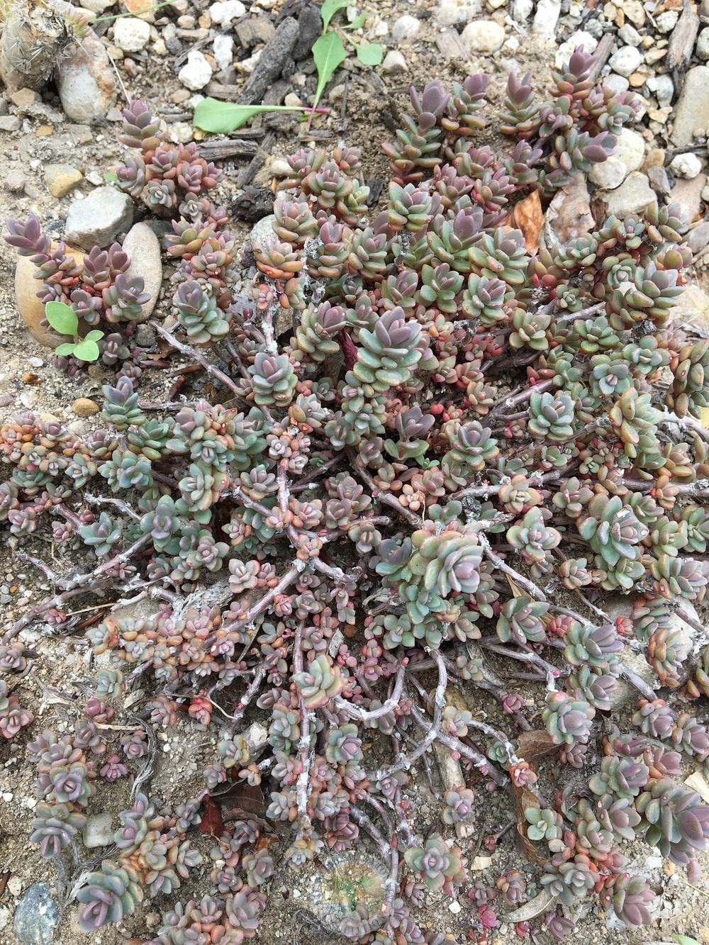 Photo of Sedum (Hylotelephium pluricaule 'Isle of Sakhalin') uploaded by BlueOddish