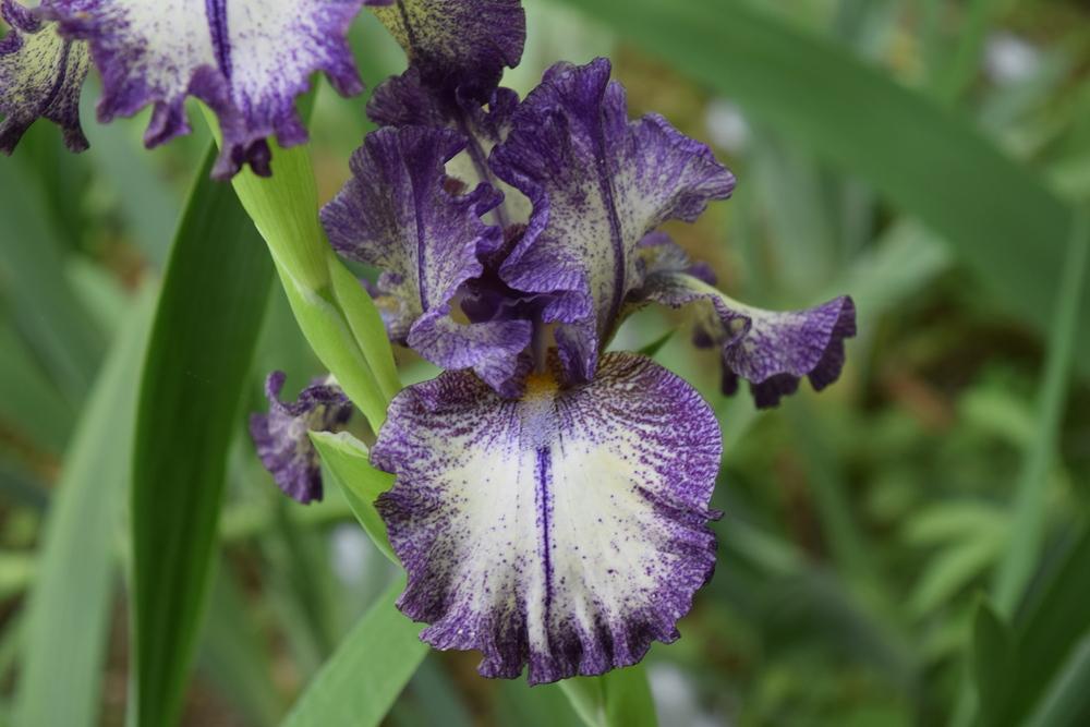 Photo of Tall Bearded Iris (Iris 'Rumor Has It') uploaded by Dachsylady86