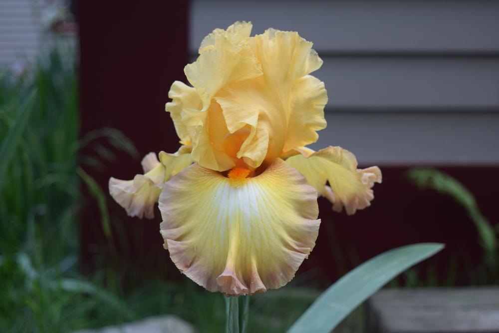 Photo of Tall Bearded Iris (Iris 'Oil Painting') uploaded by Dachsylady86