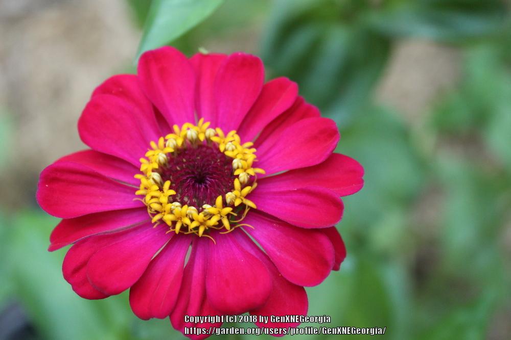 Photo of Dahlia Flowered  Zinnia (Zinnia 'State Fair Mix') uploaded by GenXNEGeorgia