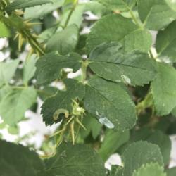 Location: Michigan
Date: 6-19-18
Rose sawfly damage and larvae on leaf