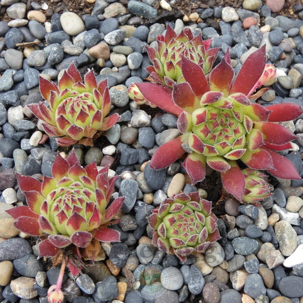 Photo of Hen and Chicks (Sempervivum 'Warm Valley') uploaded by Patty
