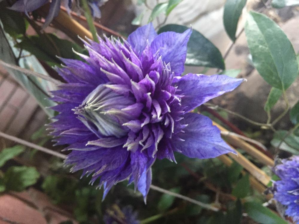 Photo of Clematis 'Multi Blue' uploaded by SpringGreenThumb