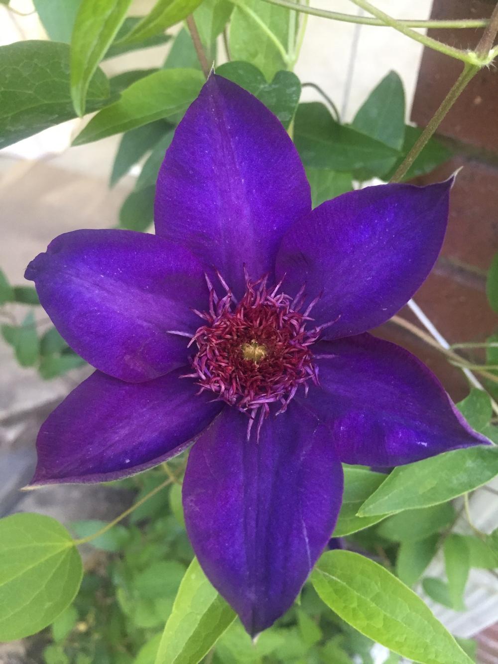 Photo of Clematis 'Multi Blue' uploaded by SpringGreenThumb