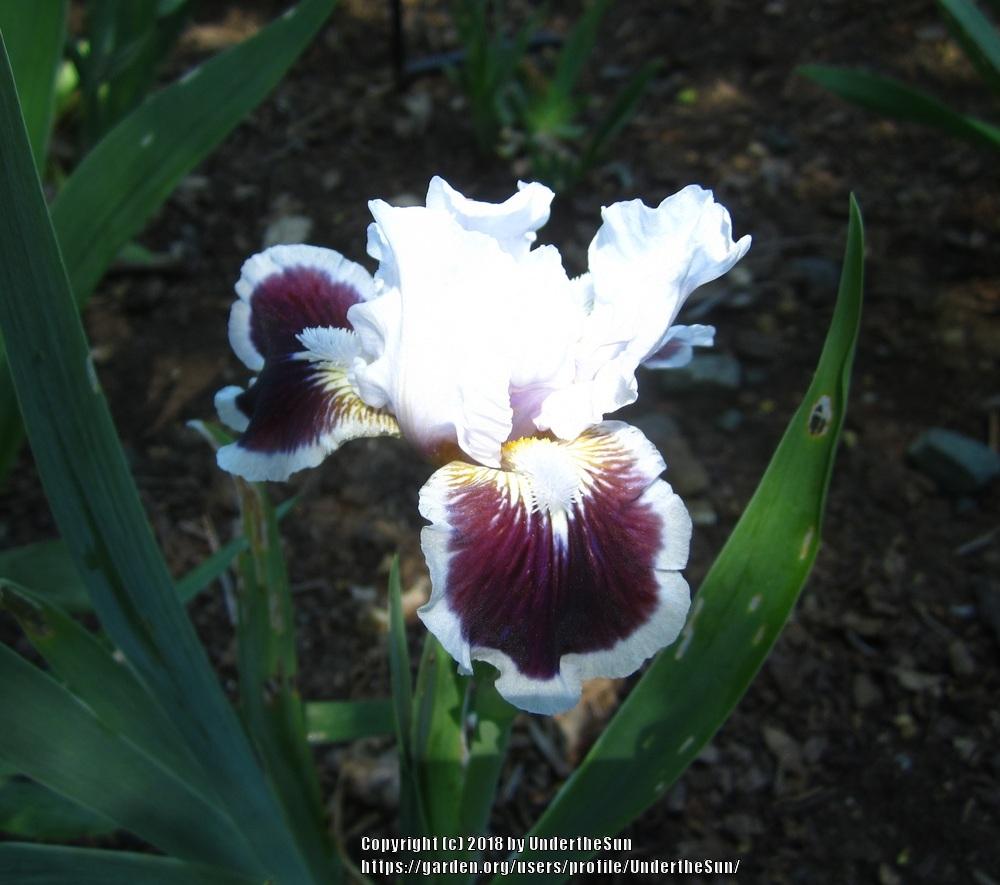 Photo of Standard Dwarf Bearded Iris (Iris 'Puddy Tat') uploaded by UndertheSun