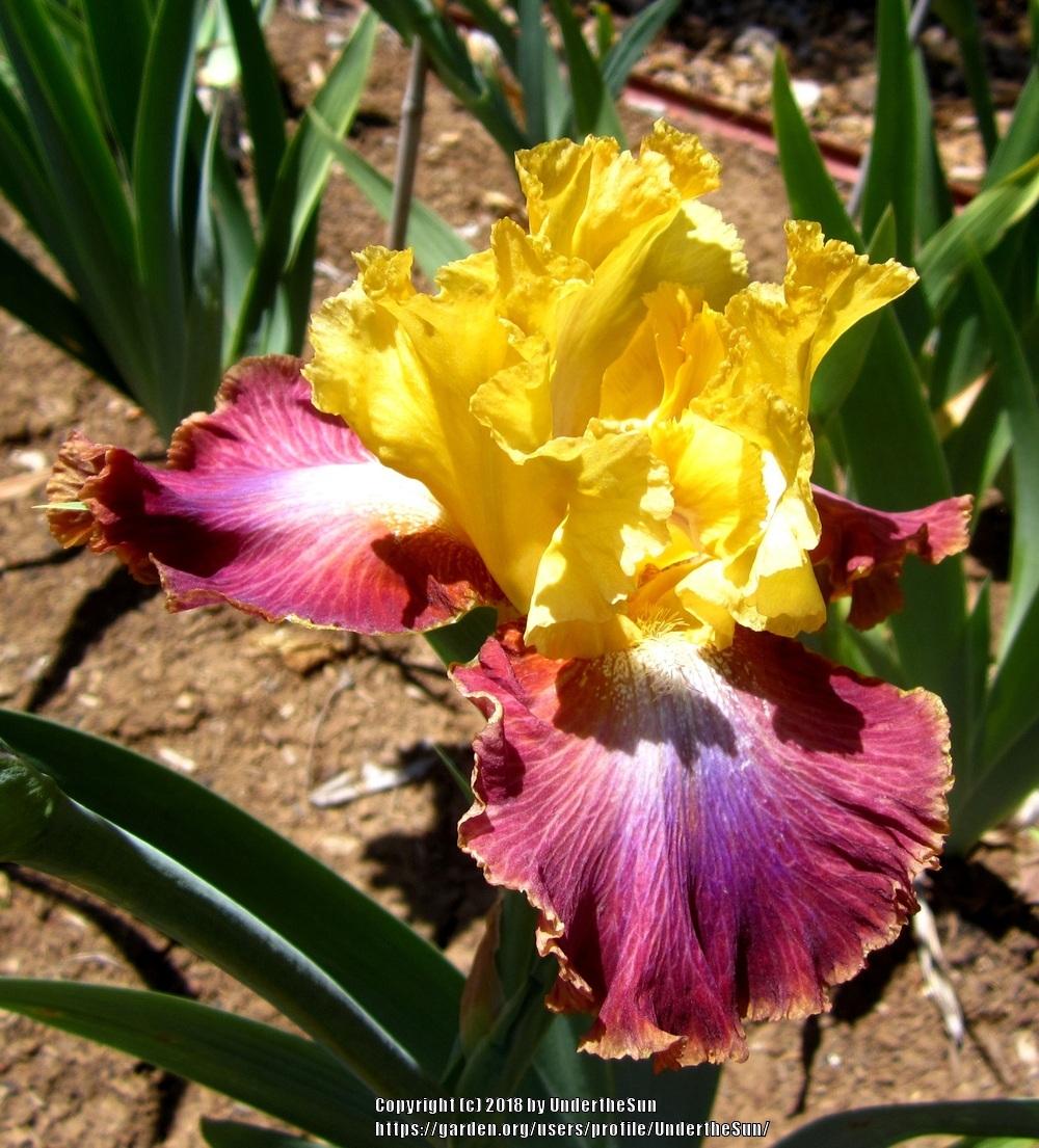 Photo of Tall Bearded Iris (Iris 'Darcy's Choice') uploaded by UndertheSun