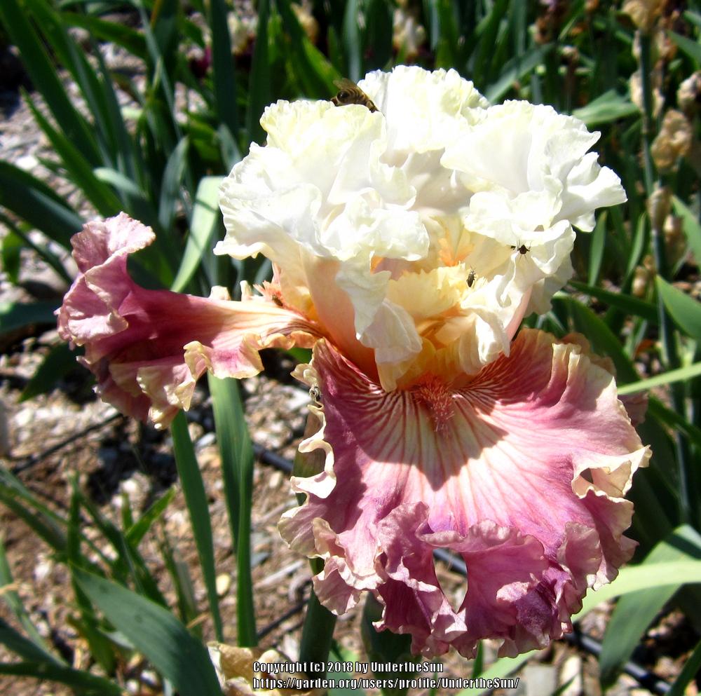 Photo of Tall Bearded Iris (Iris 'Strawberry Sorbet') uploaded by UndertheSun
