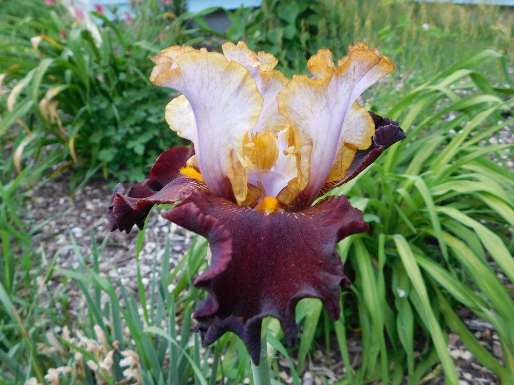 Photo of Tall Bearded Iris (Iris 'Plot Line') uploaded by bramedog