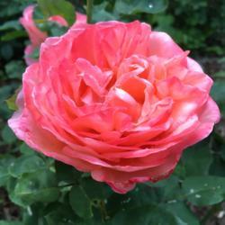 Location: My garden, Pequea, Pennsylvania USA
Date: 2018-06-18
Sweet Mademoiselle's first bloom in my garden