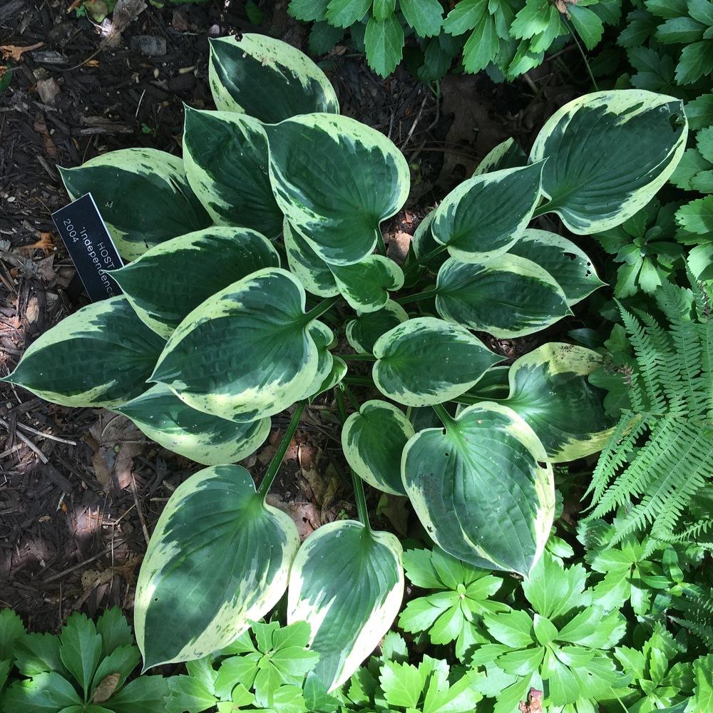 Photo of Hosta 'Independence' uploaded by csandt