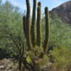 These are fast growing, relatively cold hardy, tree-sized cacti.