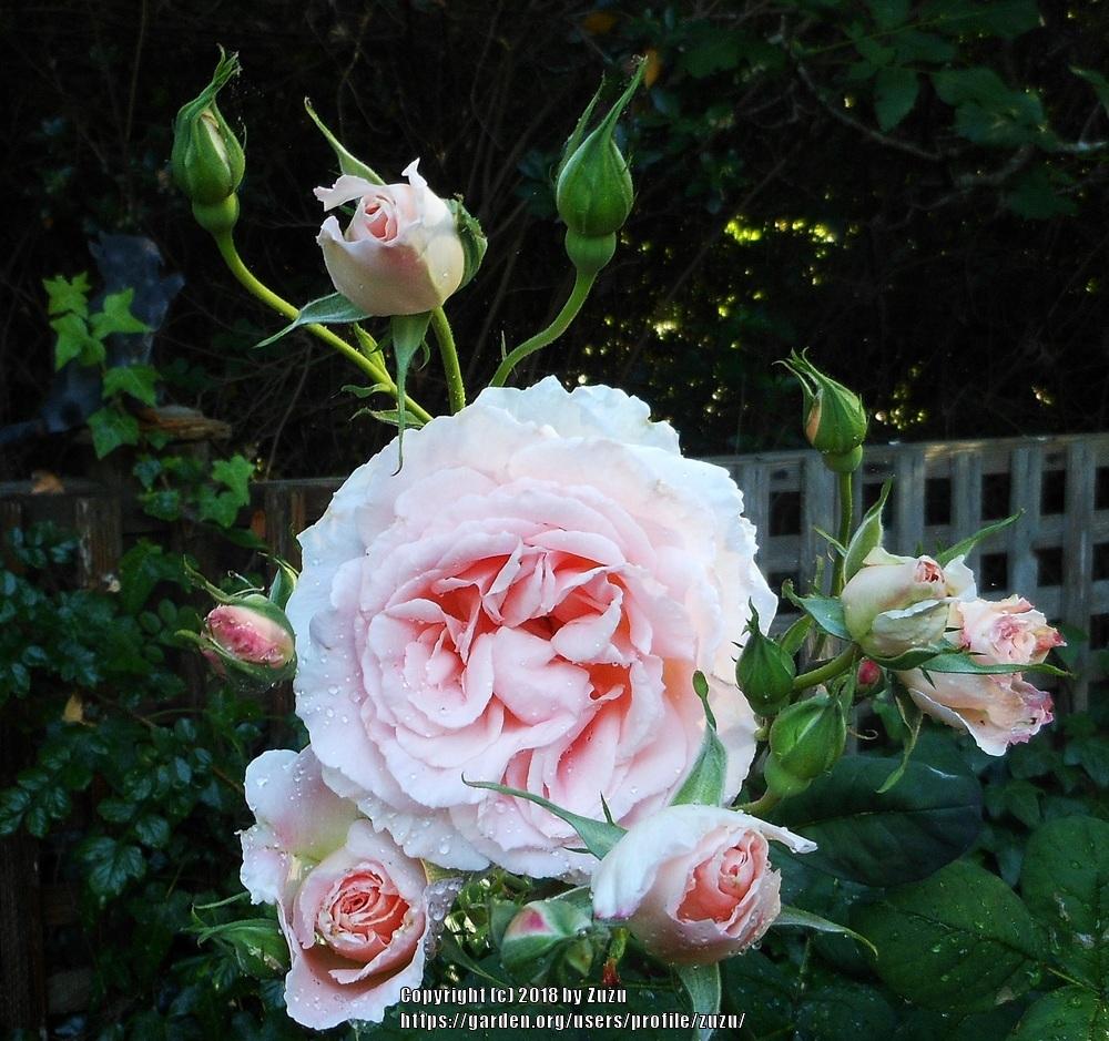 Photo of Rose (Rosa 'Pearly Gates') uploaded by zuzu