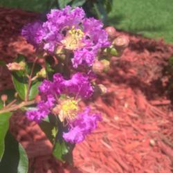 Location: Gwinnett County, GA
Date: 2018-06-20
First bloom of 3 year old Catawba Crepe Myrtle