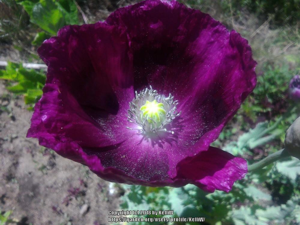 Photo of Opium Poppy (Papaver somniferum 'Lauren's Grape') uploaded by KelliW