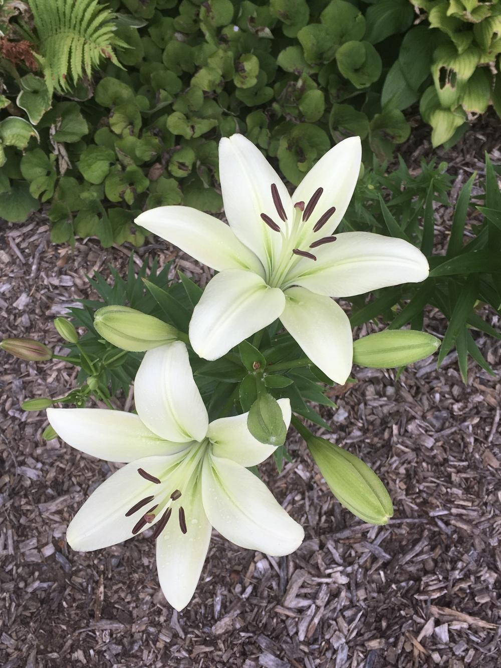 Photo of Lily (Lilium 'Courier') uploaded by Legalily
