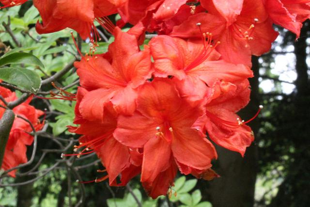 Photo of Azalea (Rhododendron 'Fireball') uploaded by RuuddeBlock