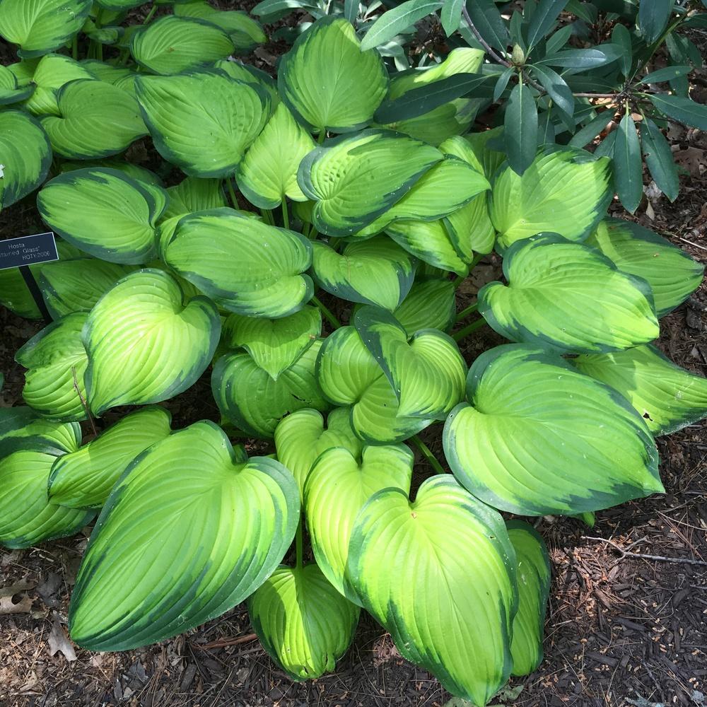 Photo of Hosta 'Stained Glass' uploaded by csandt
