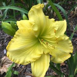 Location: My garden, Pequea, Pennsylvania USA
Date: 2018-06-20
Regal Yellow's first bloom in my garden