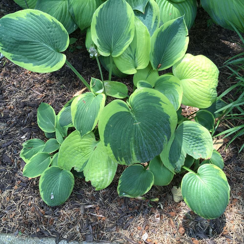 Photo of Hosta 'Frances Williams' uploaded by csandt