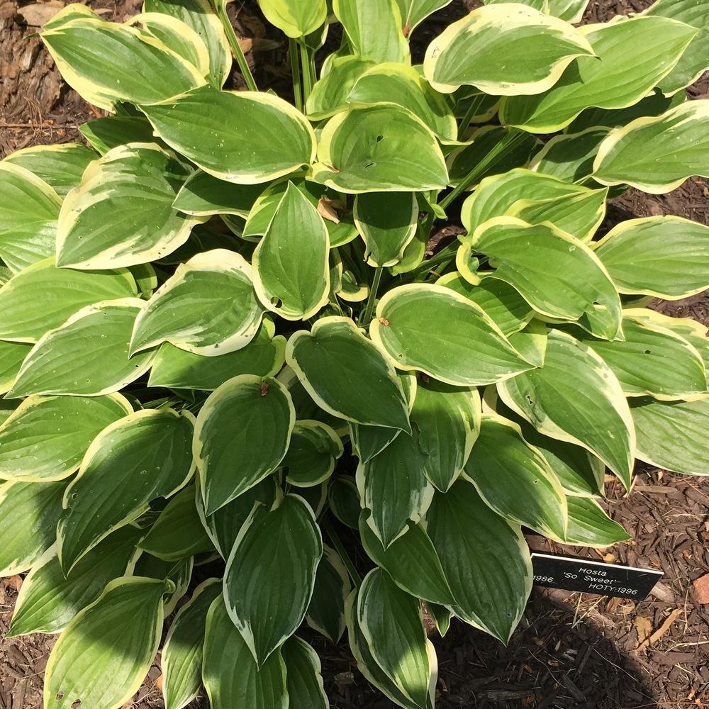 Photo of Hosta 'So Sweet' uploaded by csandt